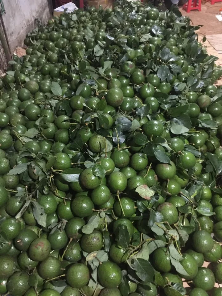 Fresh Avocado Made In Vietnam For Export With The Best Price Standard High