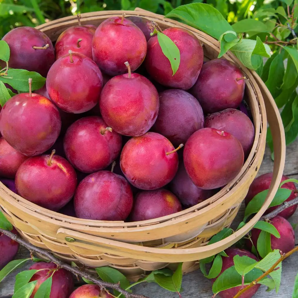 high quality Fresh plums for sale at cheap price