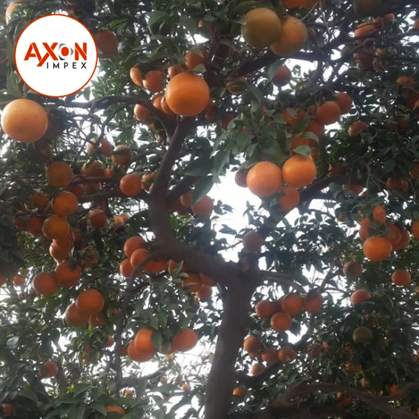 
Pakistani mandarin orange Fresh Oranges /Fresh Mandarin Oranges 