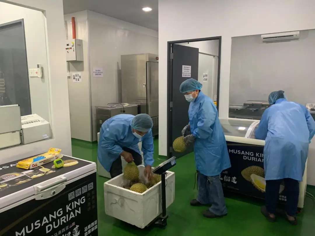 [MUSANG KING] TOP QUALITY GRAGE A EXPORT WHOLE FRUIT