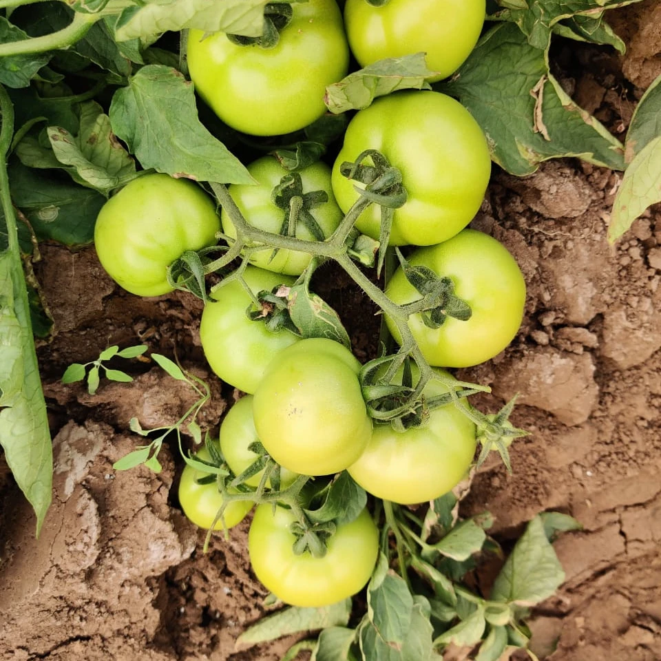 
ROUND SHAPE TOMATO SEEDS VERITIES 