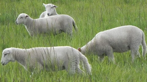 Wiltipoll sheep,cow,camel,sheep,goat,ox,bull