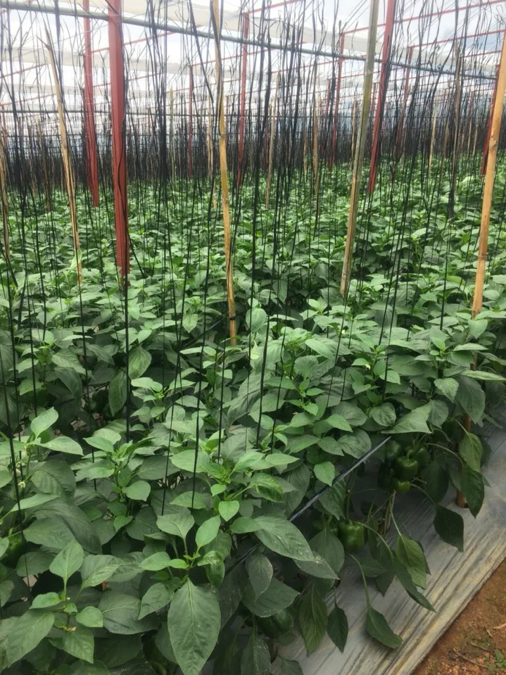  DALAT свежие перцовые перцы + 84963818434