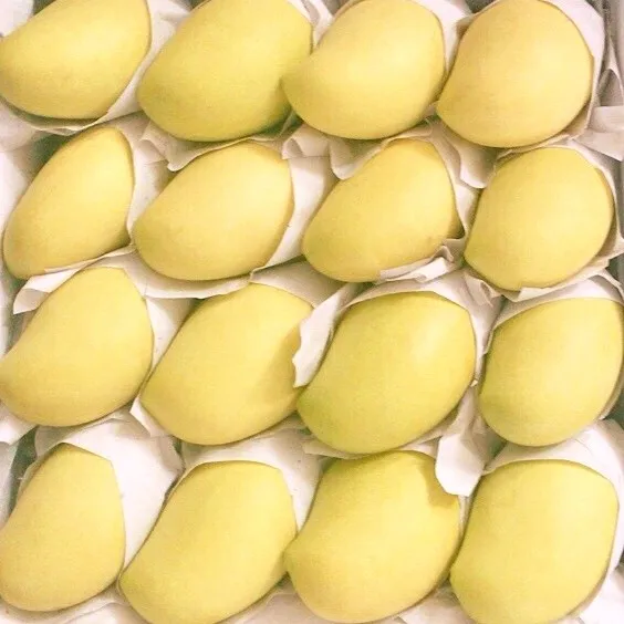 
Vietnam Mango fresh fruit- Premium, high quality, clean farming, VietGap, prestige, attractive price 