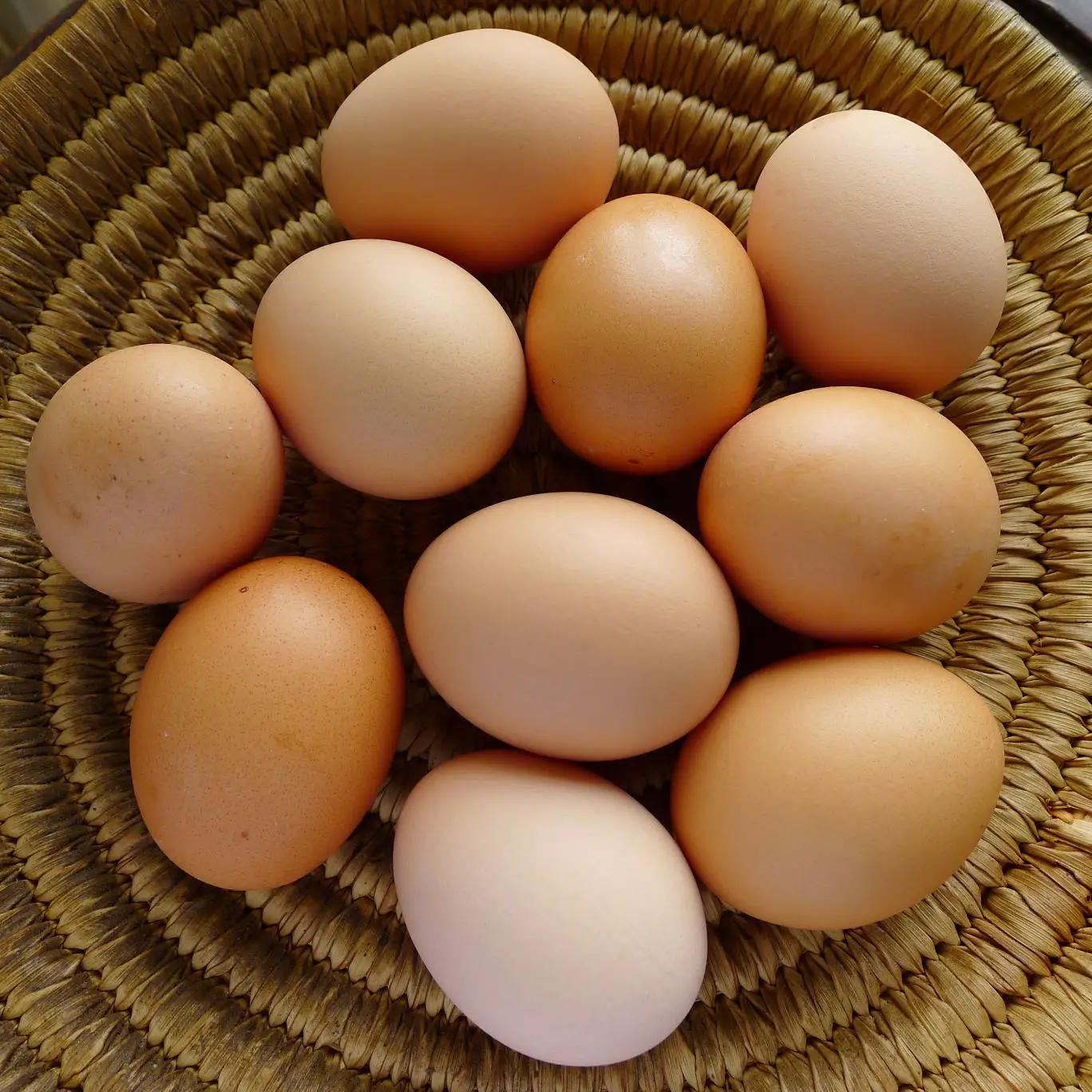 Fresh Brown White Table Eggs / Fresh Chicken Eggs, Sell At Best Rate