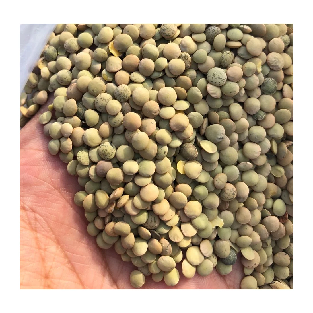 Wholesale Red and green lentils Non-GMO Dried bulk healthy food 100% natural organic beans food legumes