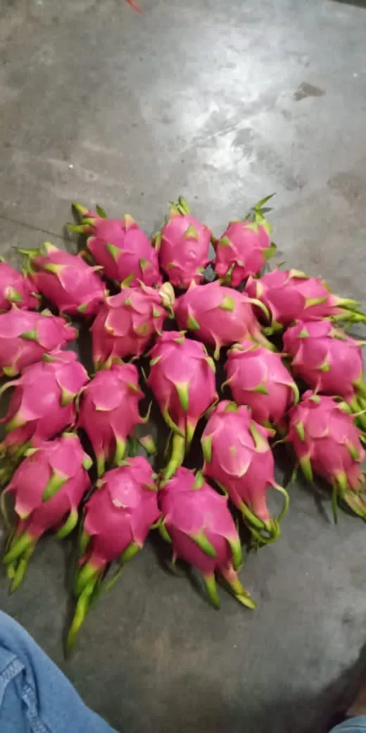 Фрукт дракона из Вьетнама, Лидер продаж // ALLY 0084912438547