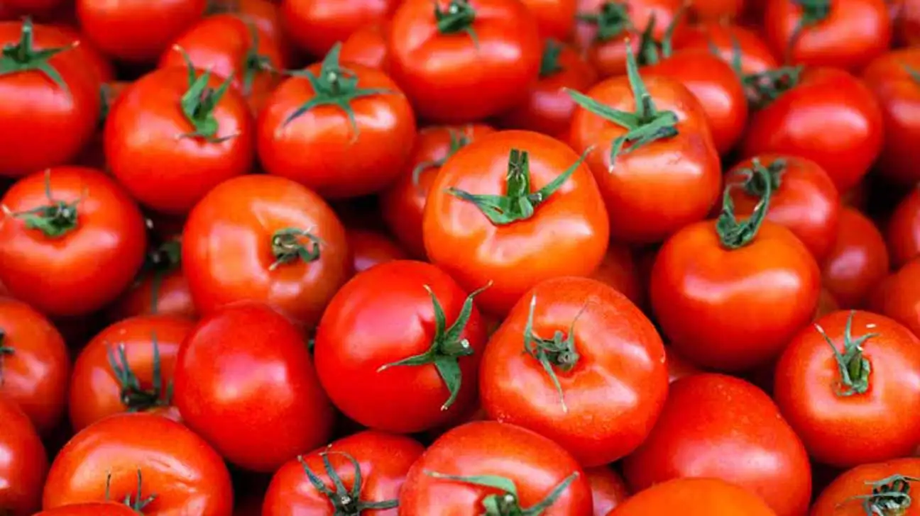 Best Quality Tomatoes For Sale In Cheap Price