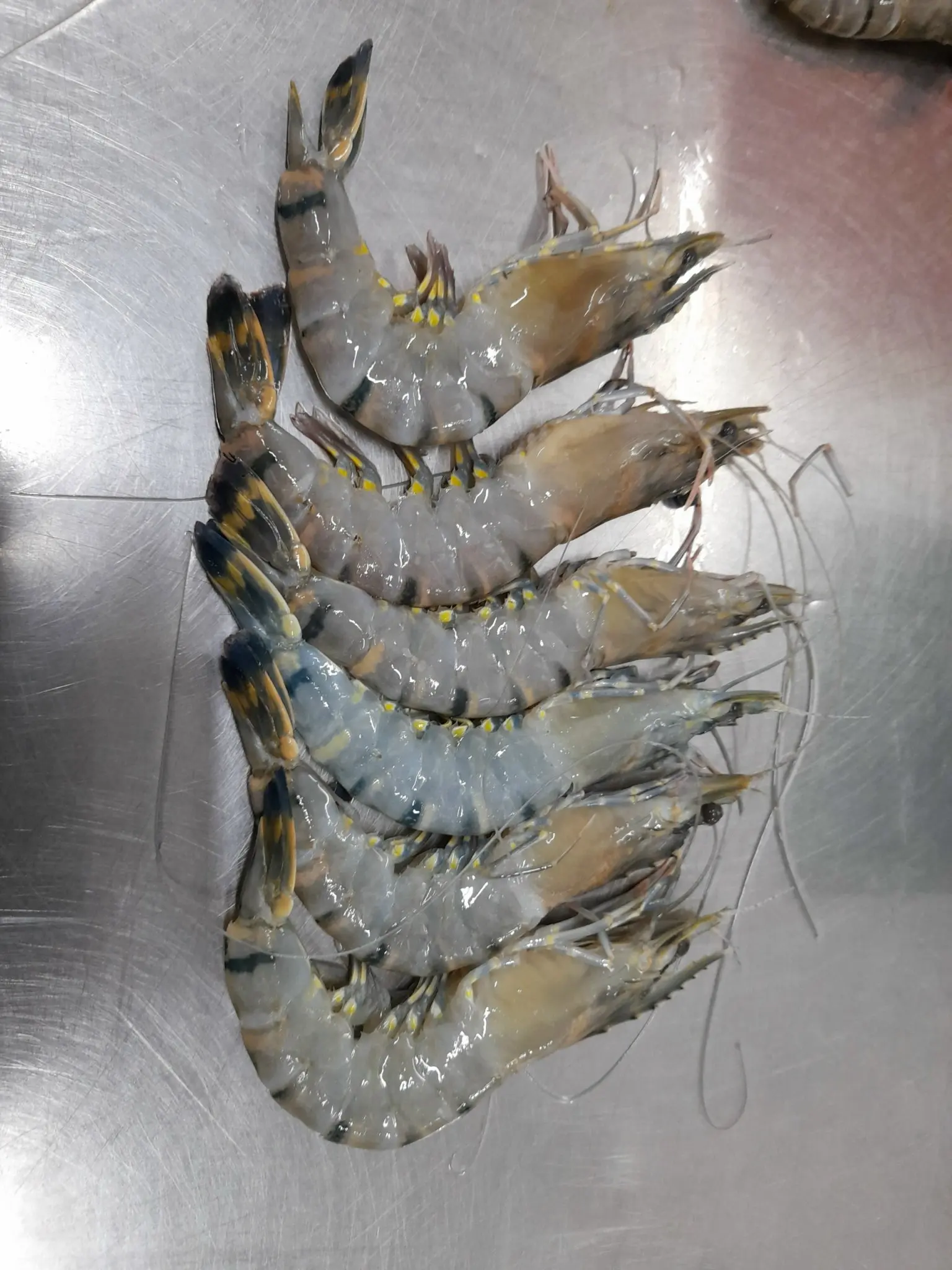 High Standard Raw Vannamei Shrimp HLSO, Headless, Shell On  Frozen Seafood made in Vietnam Shrimp