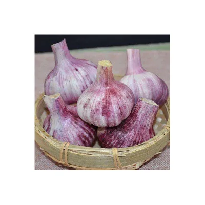 2023 Can be exported from China with HACCP certification red peel fresh garlic