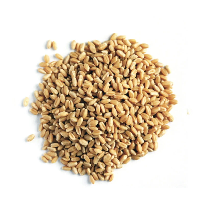 Высококачественные семена пшеницы для продажи по хорошей цене