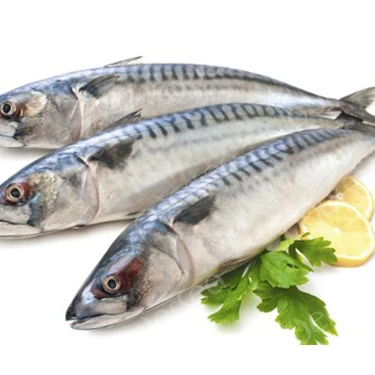 New Landing Frozen Fish Pacific Mackerel For Market