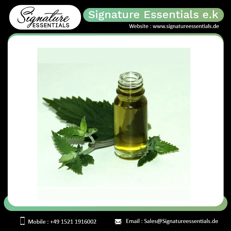 Best Selling  Cosmetic/Skin Care Use/ Medicinal Use Healthy Catnip Essential Oil (Nepeta cataria)