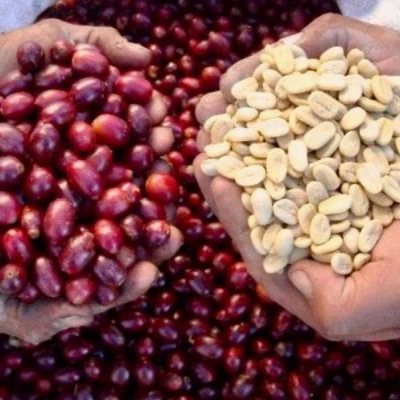 (Бесплатная доставка) колумбийский SUPREMO 19 кофейный зеленый