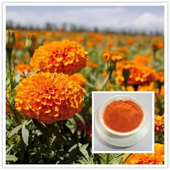 Factory supply Good Quality Eye Protection Marigold Flower Extract Lutein