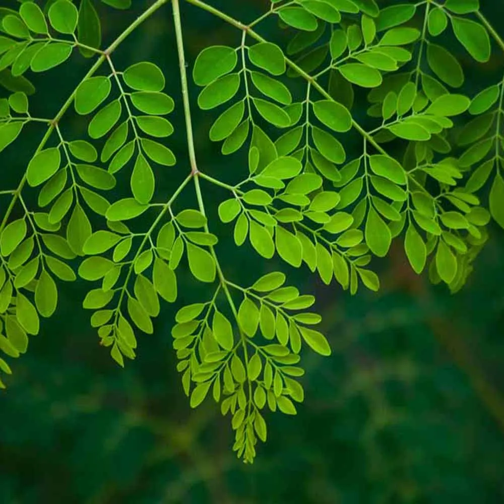 
Moringa Leaf Powder Moringa Powder Leaf Moringa 