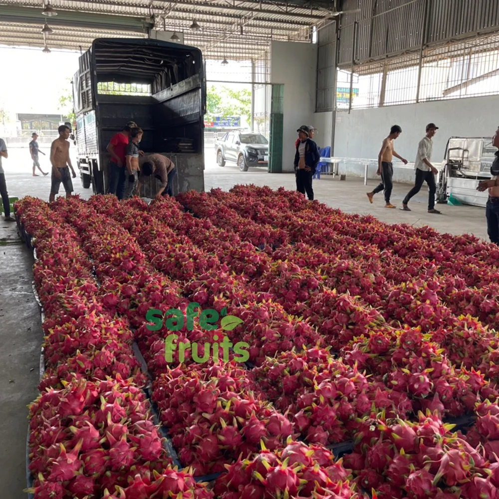 Best Product Organic Red/White Fresh Dragon Fruit High Quality Dragon Fruit Specially Export to China Best Dragon Fruit Vietnam