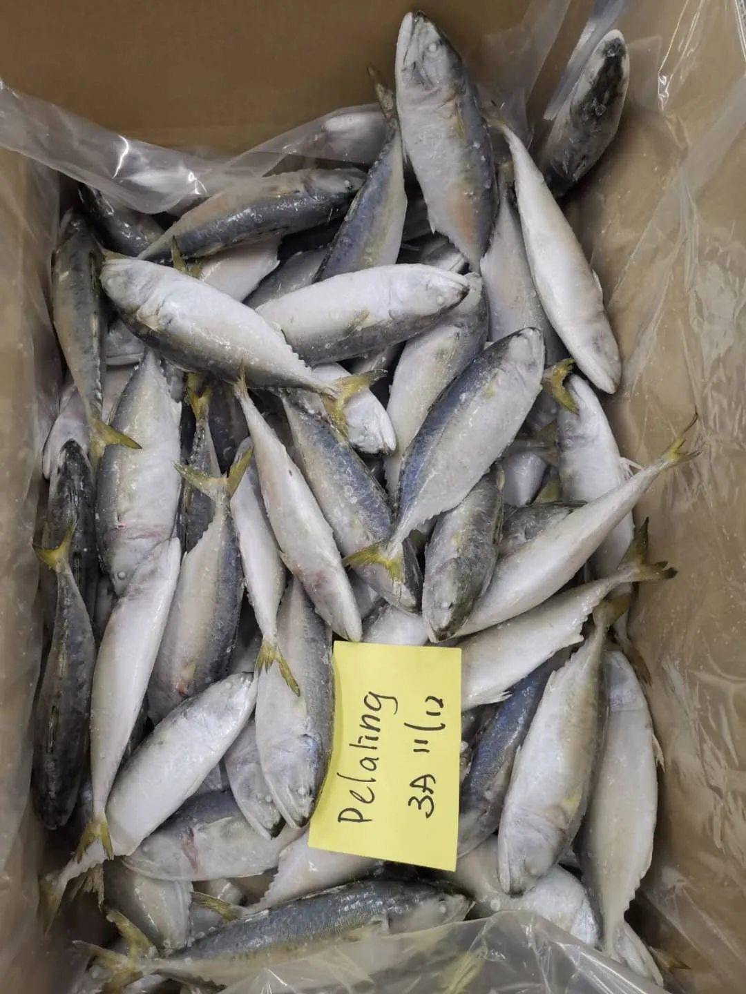 Frozen Whole Round Short Bodied Mackerel With IQF BQF Freezing Process For 24 Months Shelf Life