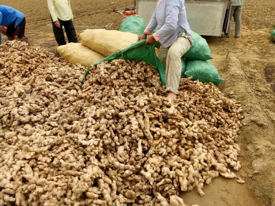 Ginger fresh ginger export high quality new crop in carton for wholesale fresh ginger AGENAS