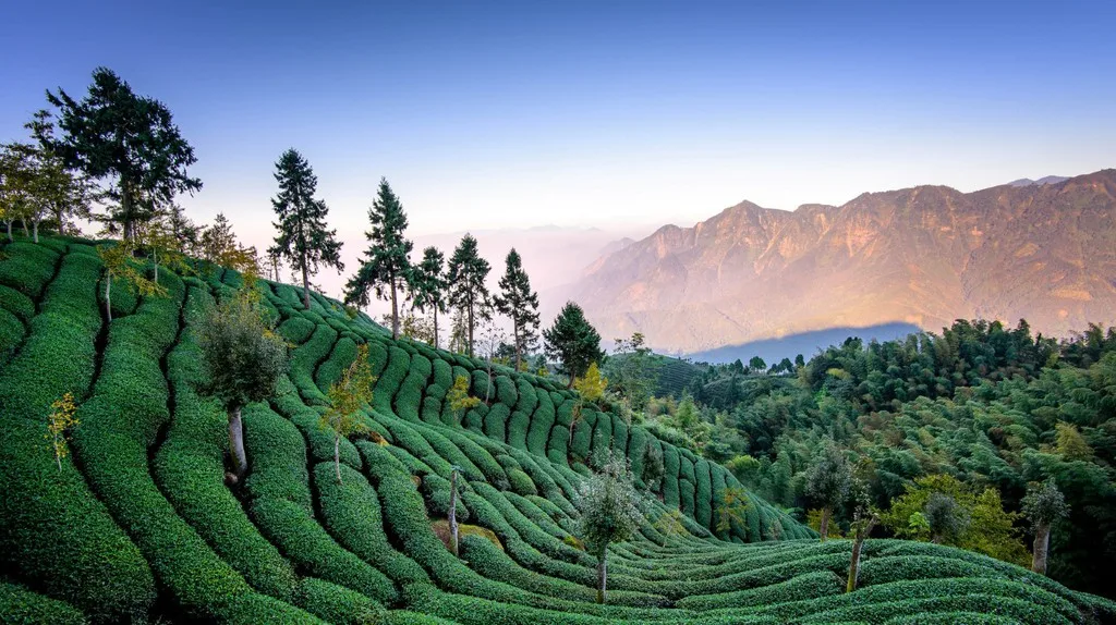 The Best Sale 100% Taiwan BOBA CHiC Traditional Golden Black Tea for bubble tea