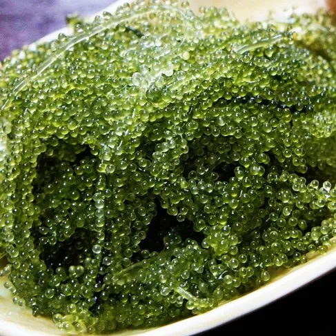  100% натуральный свежий морской виноград готов к отправке-морской виноград/морские водоросли из Вьетнама. Г-жа Сэнди (+ 84 587 176 063)