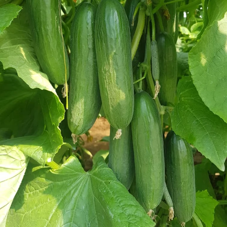 
2021 NEW HIGH YEILDING HYBRID CUCUMBER SEEDS FOR ZAMBIA 