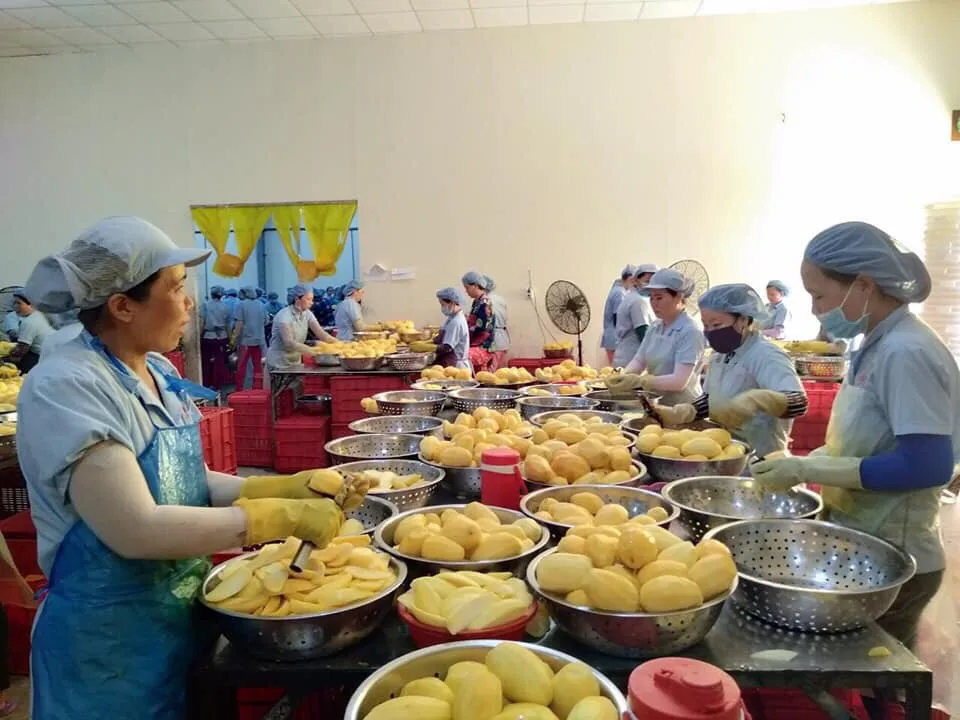 
Best Deal For High Quality Soft Dried Mango 500gr, 1000gr Vietnam OEM 