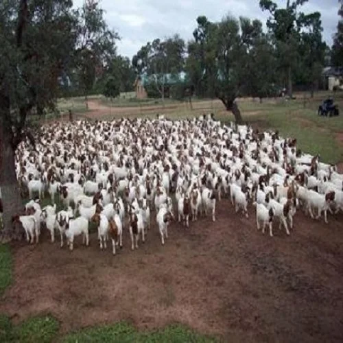
Live Boer Goats, Saanen Goats, Anglo Nubian Goats For Sale  (1600134392999)