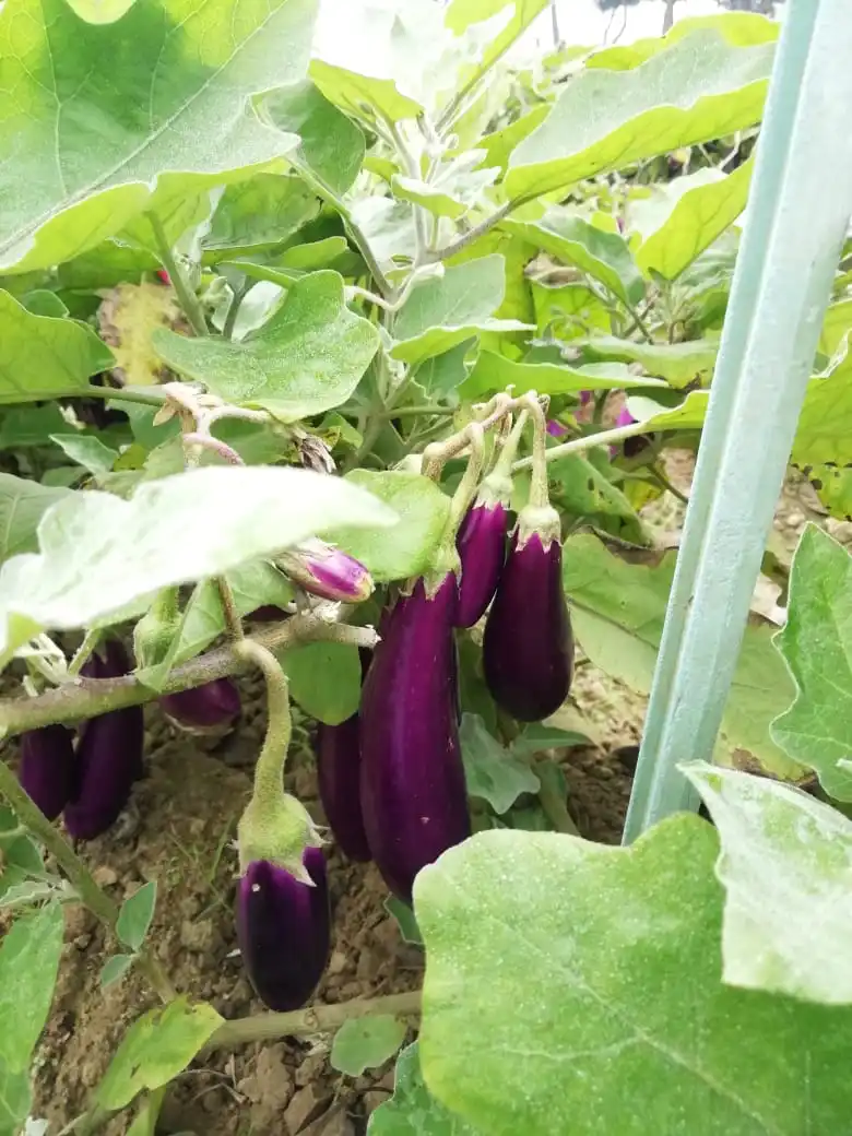  2021 семян баклажана F1 SOFIA HIGH YEILDING HYBRID