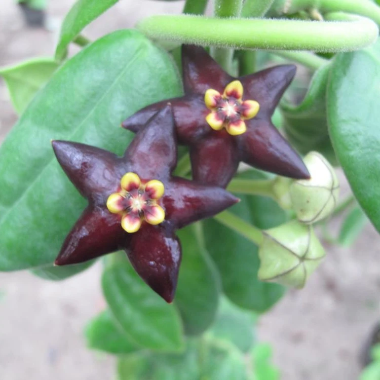 
Hoya guppyi 