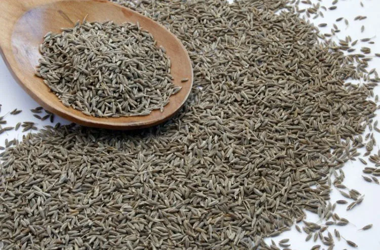100%pure quality cumin seeds whole singapore quality and europe quality 99.99% india origin