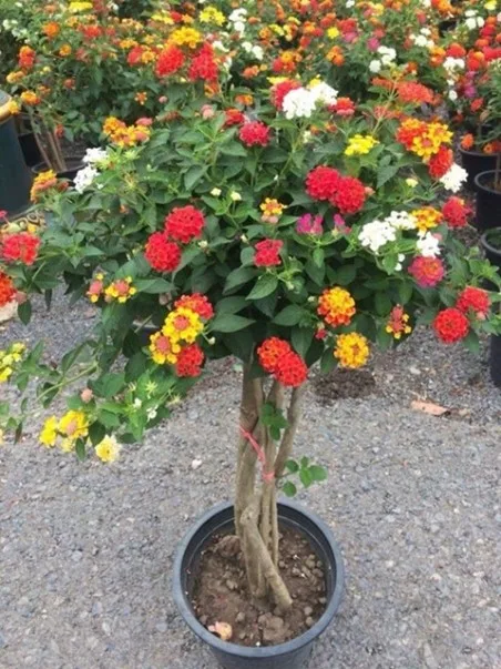 Натуральные растения Lantana Camara из