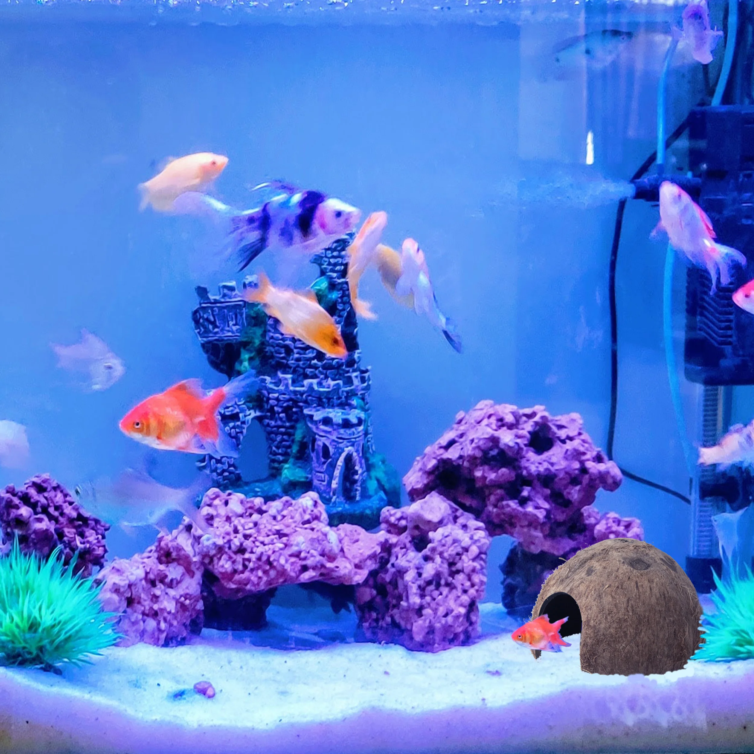 Pets Spacious Coco Tunnel Coconut Reptile Hide Cave Hideout For Lizard Spider Snake Hiding Shelter And Aquarium Fish Hide Cave