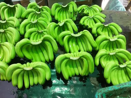 100% ORGANIC Fresh Cavendish Banana  With Low High Quality from Vietnam-Wholesale Fresh Cavendish Banana