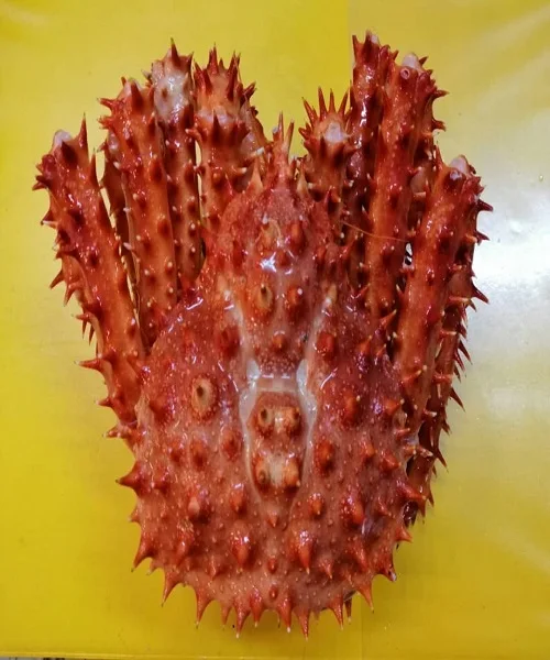 
Quality Snow Crab Antarctica / Deep Sea Crab/ Baby King Crab Wholesale 