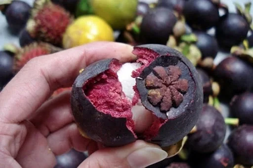 Vietnam Mangosteen fresh fruit cheap price - Premium quality, clean farming, Global GAP, prestige MS ANNA +84902804571