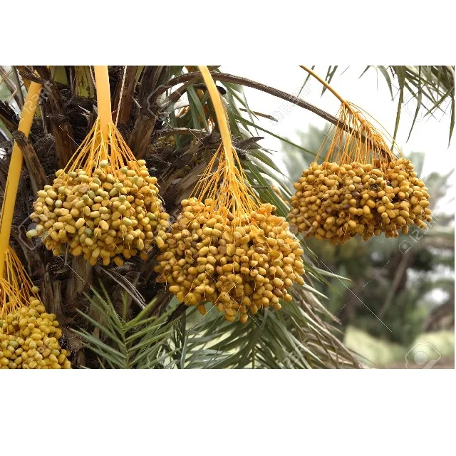 Phoenix sylvestris Indian date palm Tissue Culture exporters importers