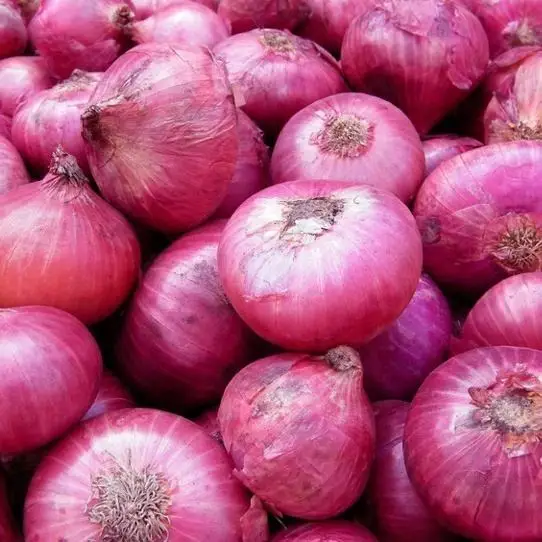 
BEST QUALITY FRESH ONION FROM UKRAINE 