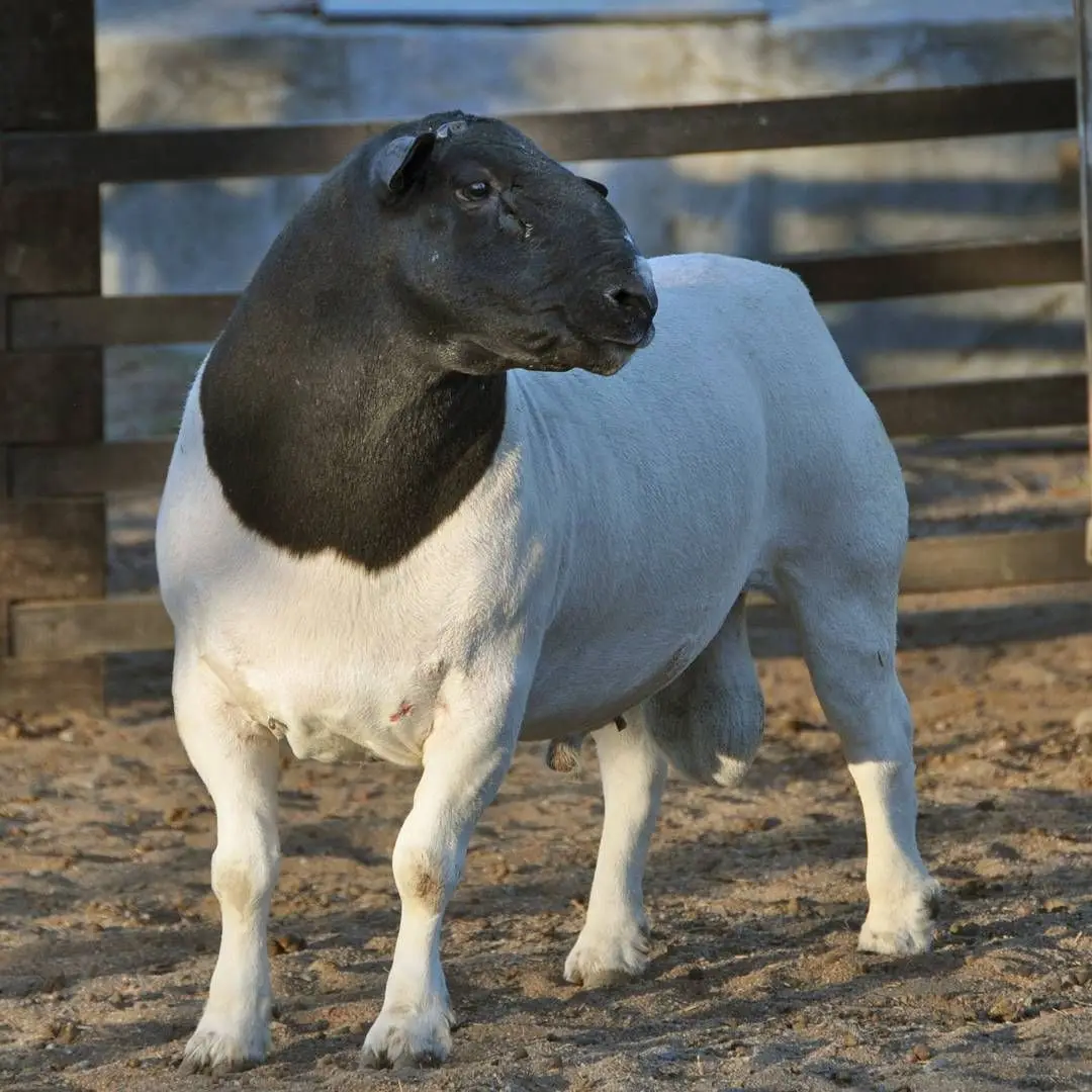 
Full Blooded Healthy and Strong Dorper Sheep for sale 