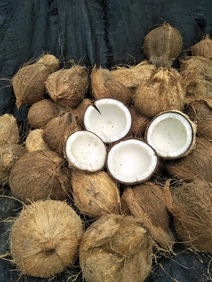 
Wholesale Indonesia Semi Husked Fresh Mature Coconut 