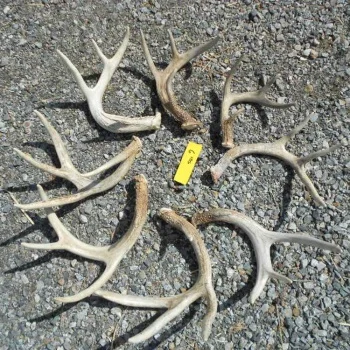 Red Deer Antlers For Sale - Premium Quality Red Deer Antlers