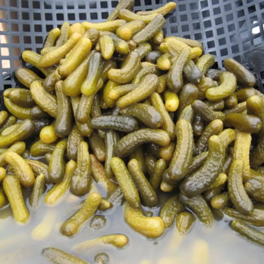 Gherkins in Drums, Gherkins in Brine