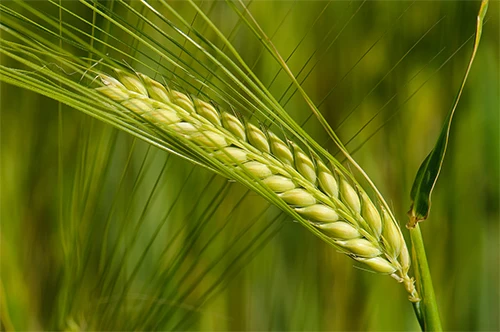 Поставщик ячменя лучшего качества для продажи по низкой цене