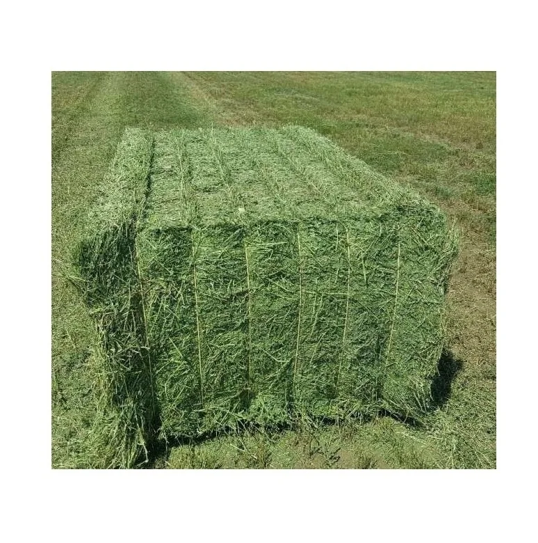Best Price Of Cattle Feed Timothy Hay Bales  At Low Prices