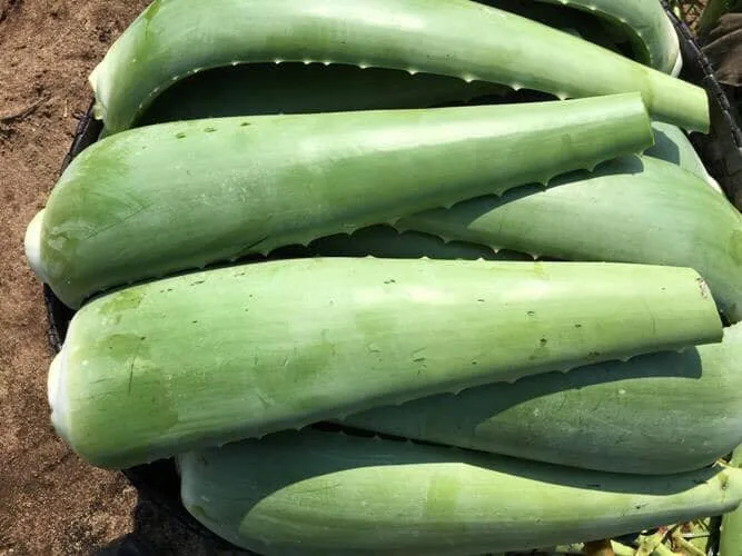 FRESH EXTRACT Vietnam Fresh Aloe Vera gel bulk  leaf organic for juice powder cleanser nature republic skin Healthy Material