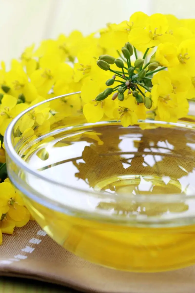 Hot sales Quality Rapeseed Oil Refined Canola Oil bulk cooking oil for sale