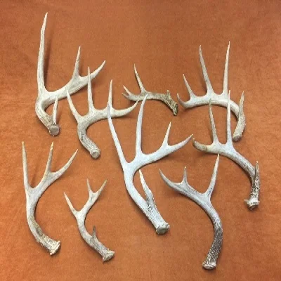 Red Deer Antlers For Sale - Premium Quality Red Deer Antlers