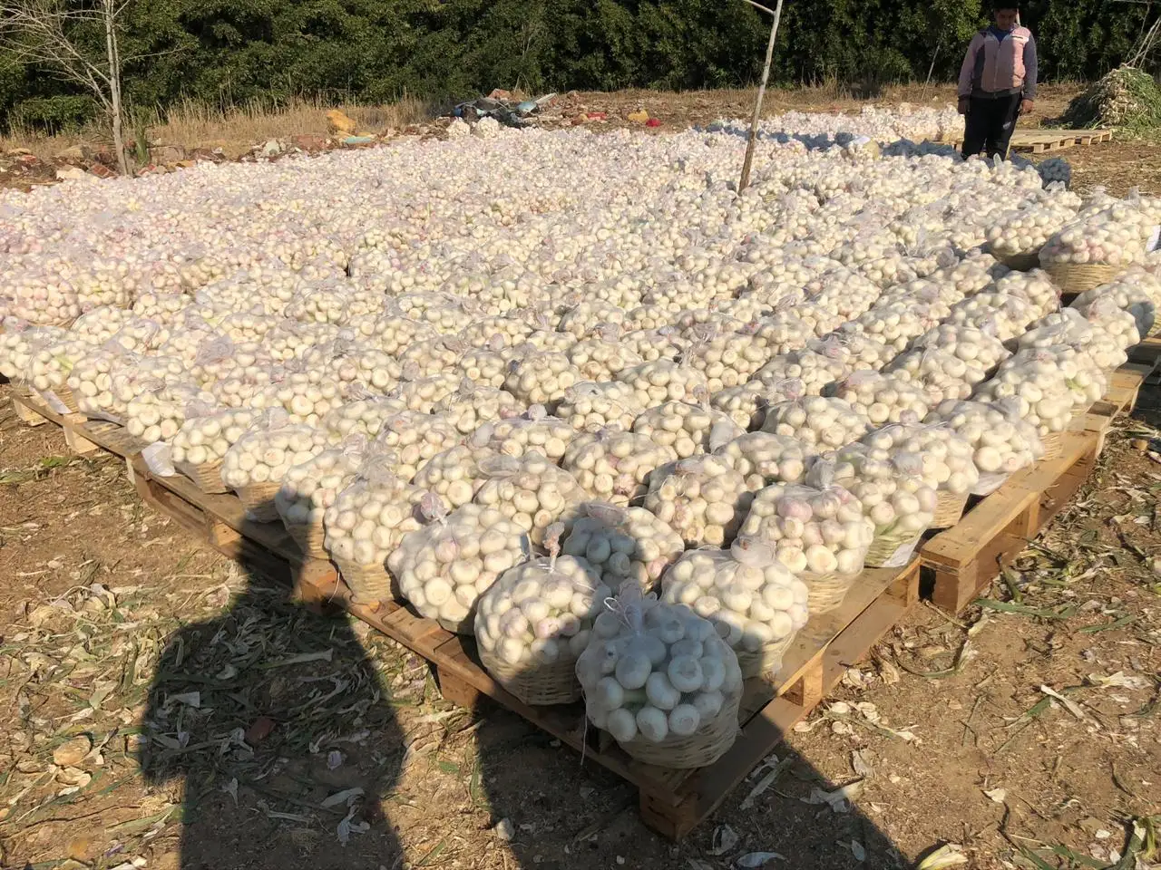 Wholesale price premium grade Fresh White and Red Garlic for export