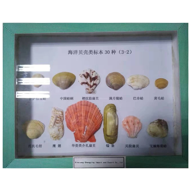 Образцы животных и растений, Обучающие ресурсы, морской организм, кристалл, встраиваемый образец таксидермистой рыбы