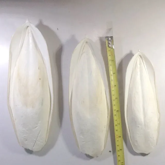 Вьетнамский поставщик сушеных костей для морской слепки оптом/мисс нари + 84 976 592 207